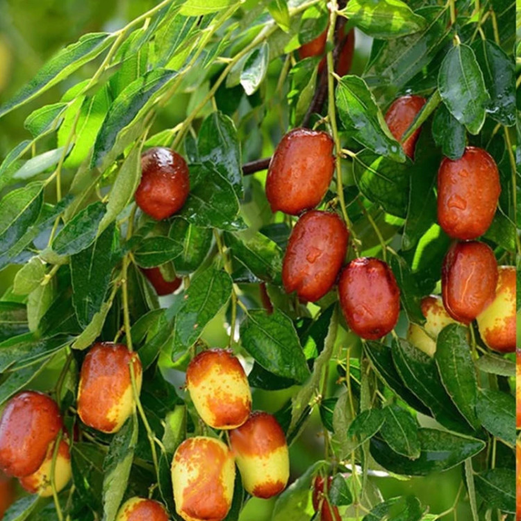 نهال عناب درشت