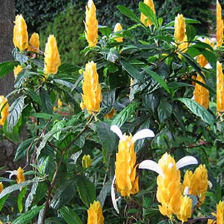 بوته گل میگویی زرد