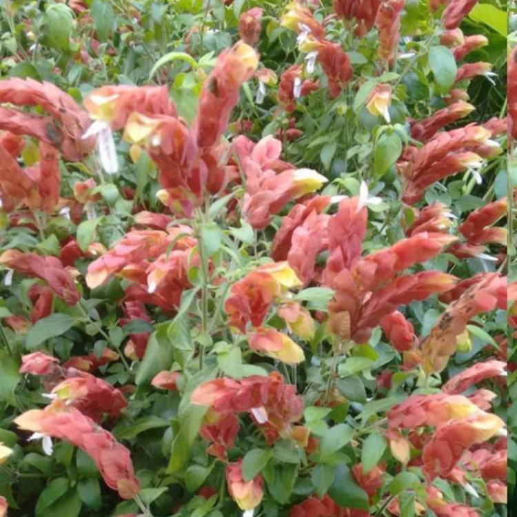 بوته گل میگویی
