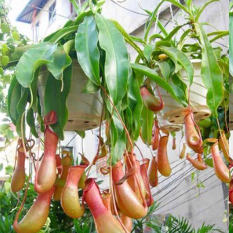 نهال گوشت خوار کوزه ای