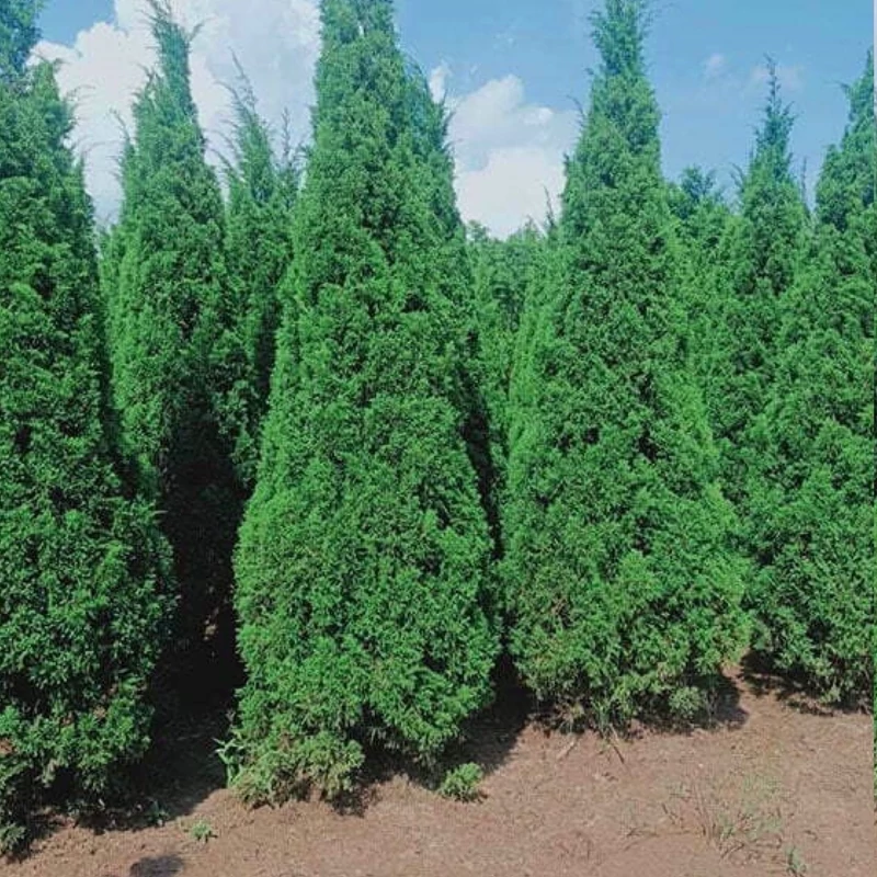 نهال کاج آبی