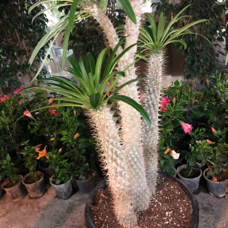 نهال نخل ماداگاسکار