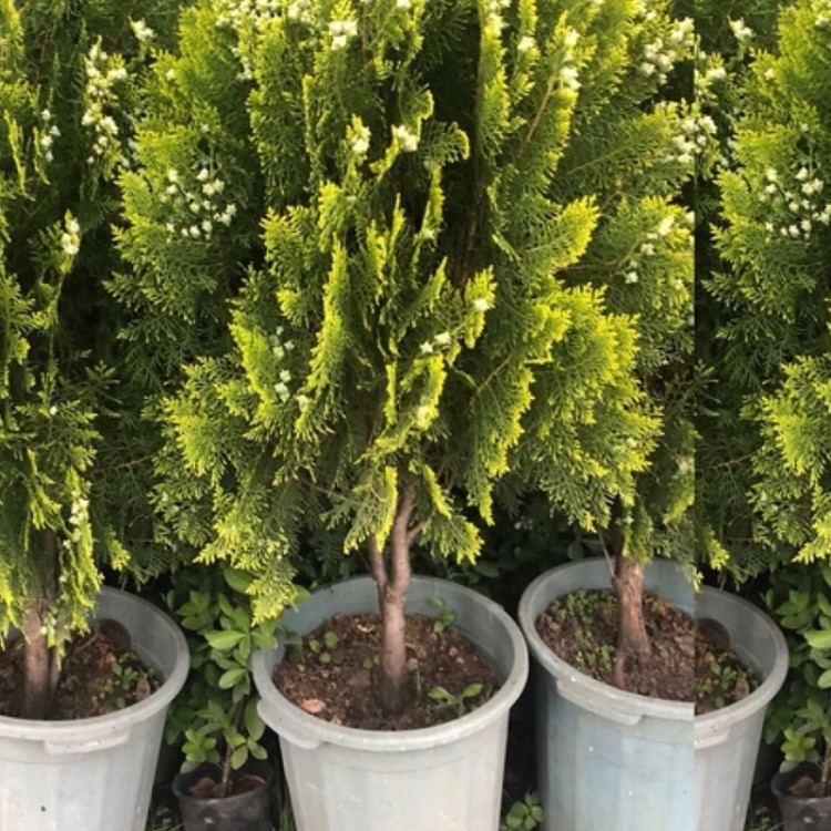 نهال لاوسون طلایی