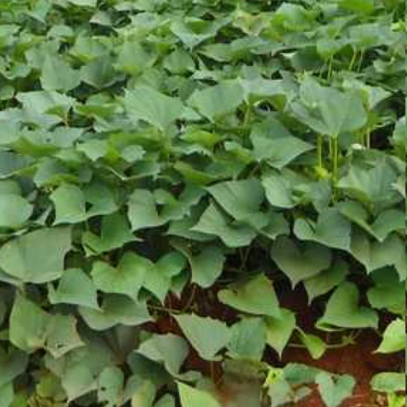 بوته سیب زمینی شیرین