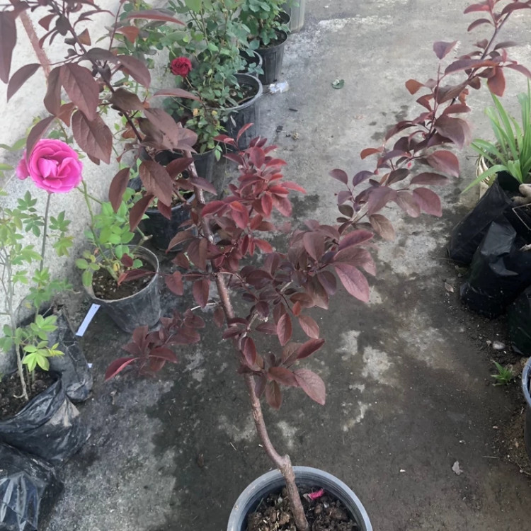 نهال آلوچه قرمز