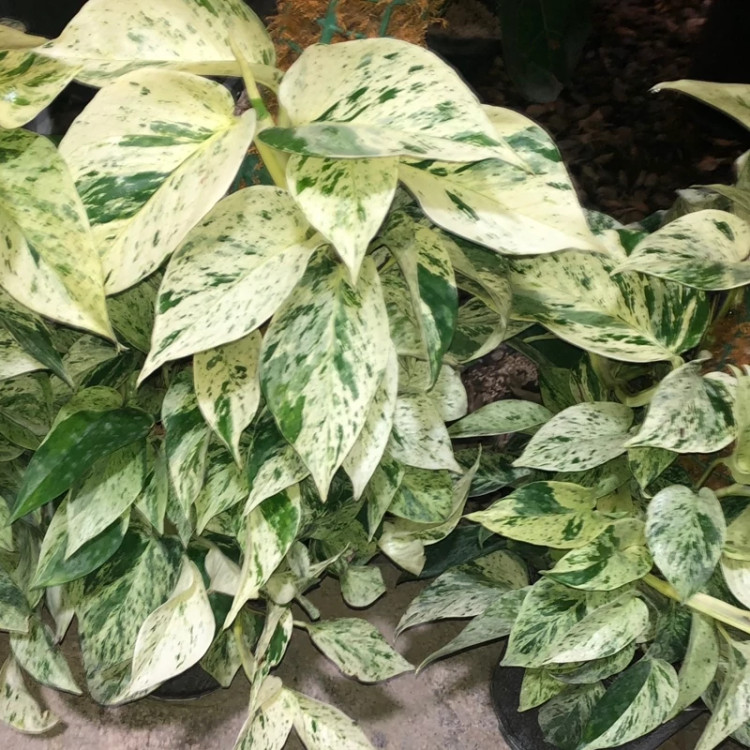 بوته پتوس مرمری