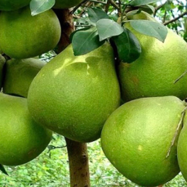 نهال پوملو شیرین ویتنام