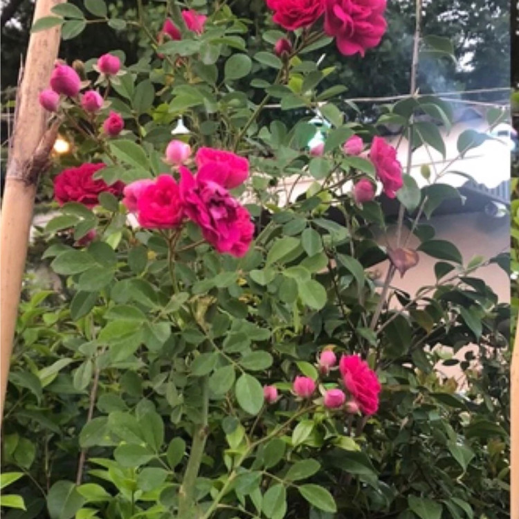 بوته ساناز رونده