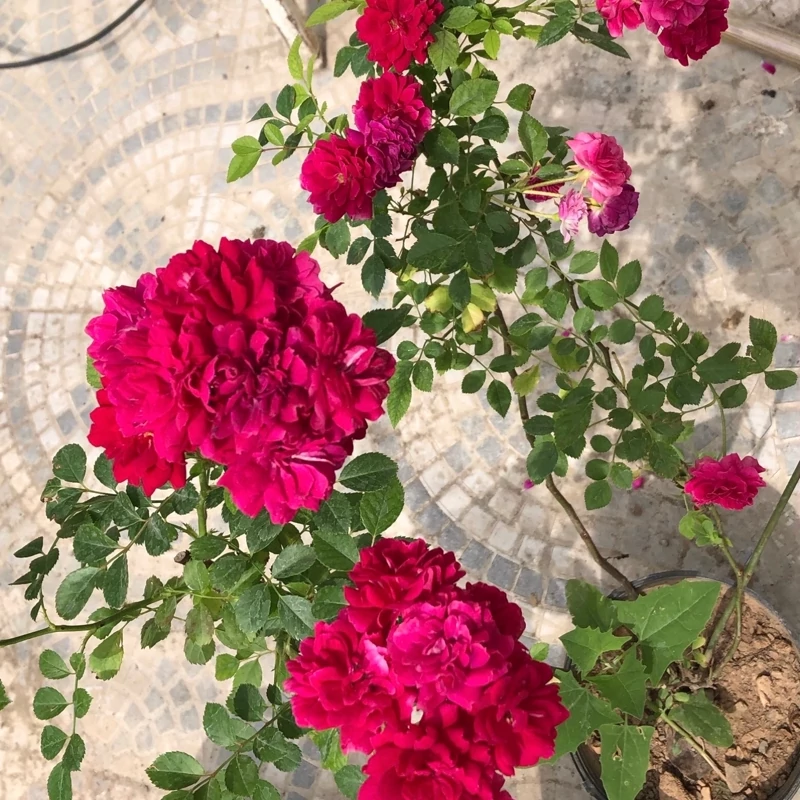 بوته ساناز رونده