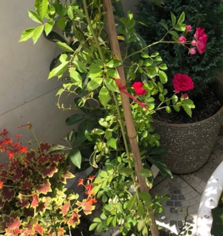 بوته ساناز رونده