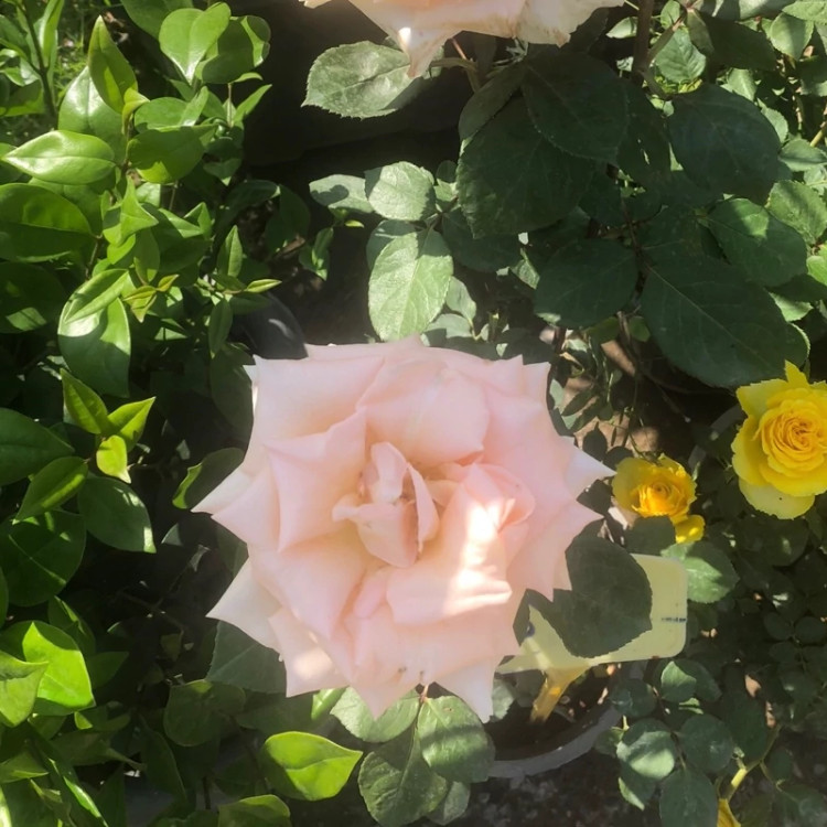 نهال رز گلبهی گلدرشت