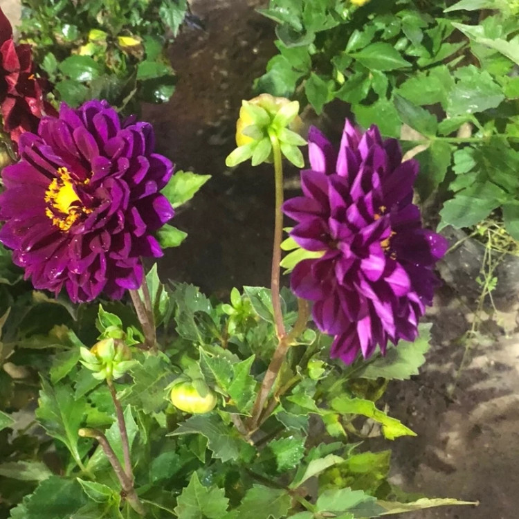 بوته گل کوکب هلندی