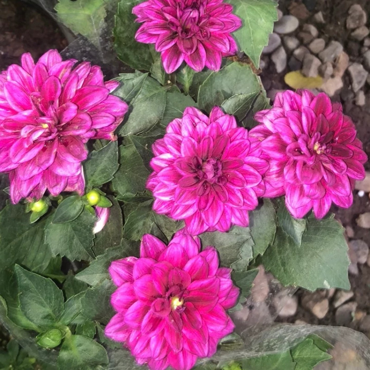بوته گل کوکب هلندی
