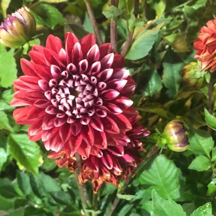 بوته گل کوکب هلندی