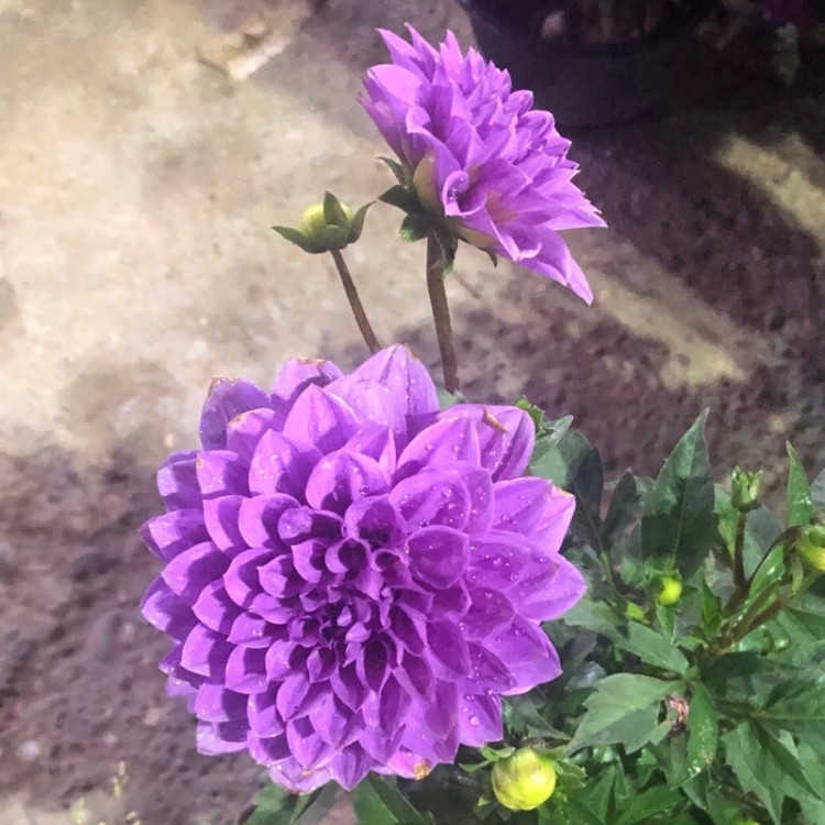 بوته گل کوکب هلندی