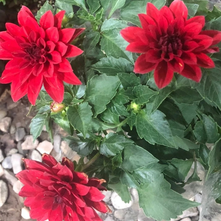 بوته گل کوکب هلندی
