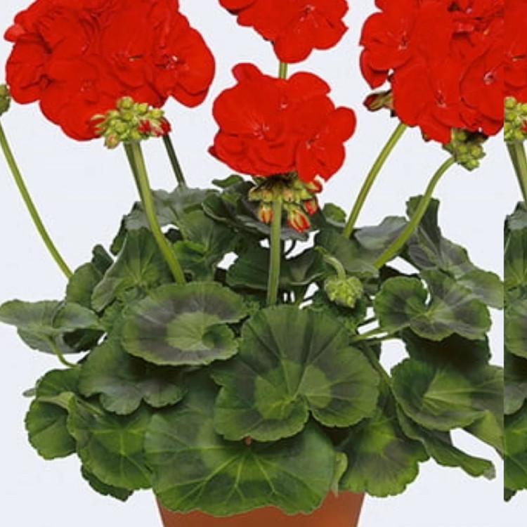 نهال شمعدانی چیتی