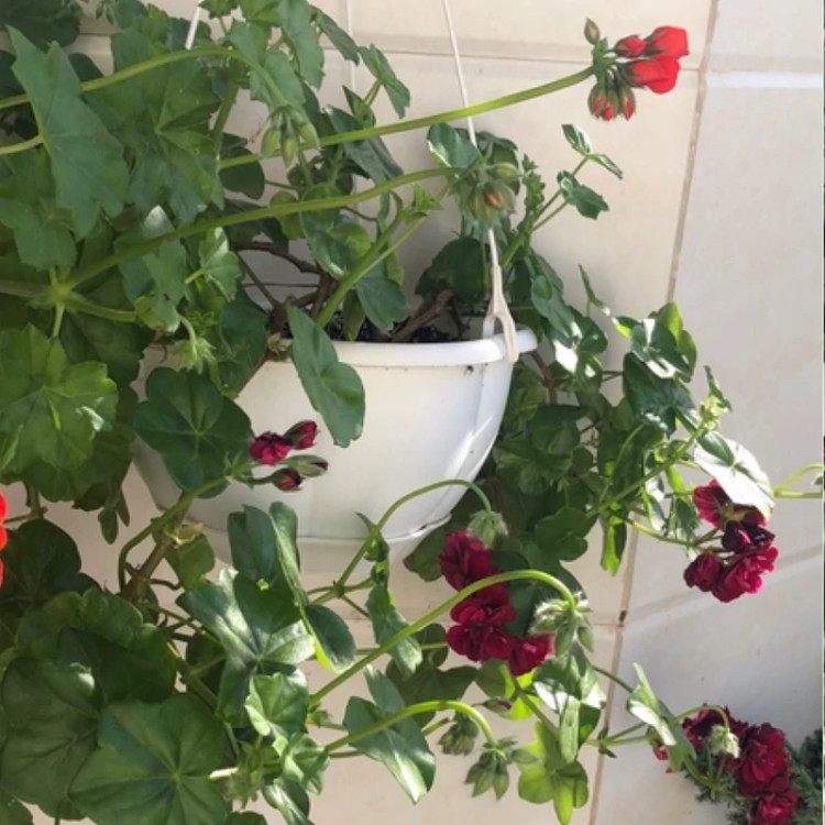 بوته شمعدانی آویز رنگی