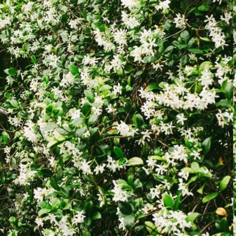بوته گل یاسمن معطر