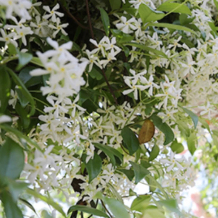 بوته گل یاسمن معطر