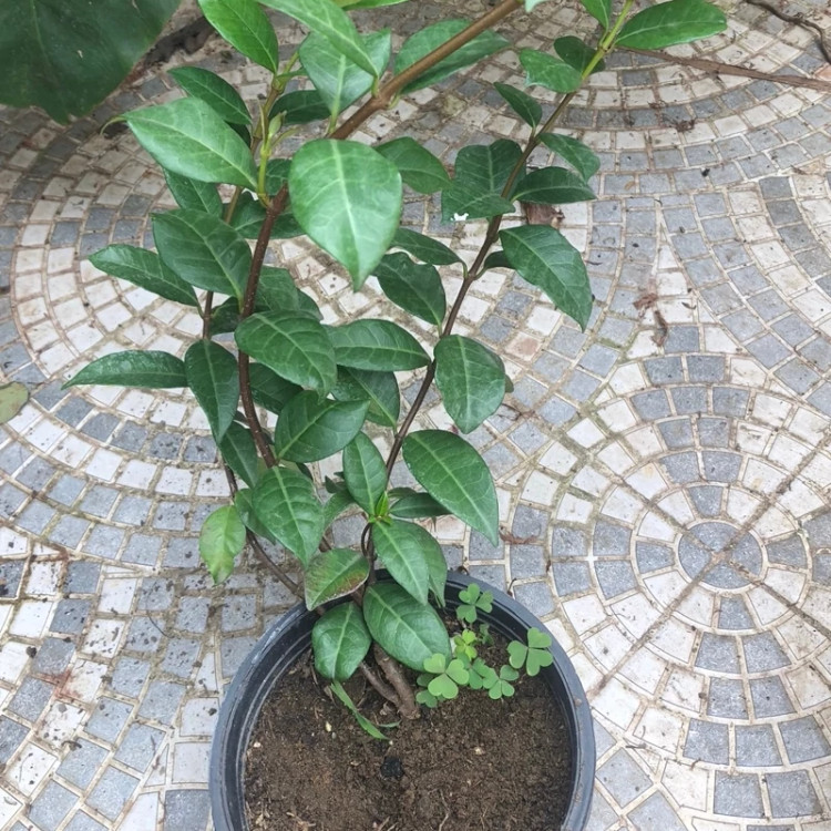 بوته گل یاسمن معطر