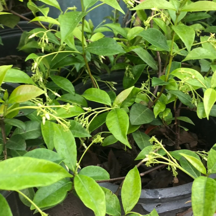 بوته گل یاسمن معطر