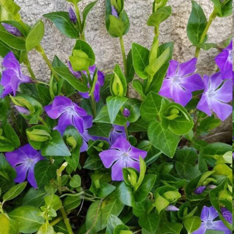 نهال پیچ تلگراف
