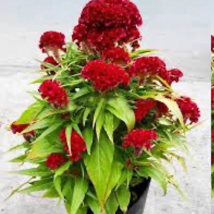 بوته گل تاج خروسی
