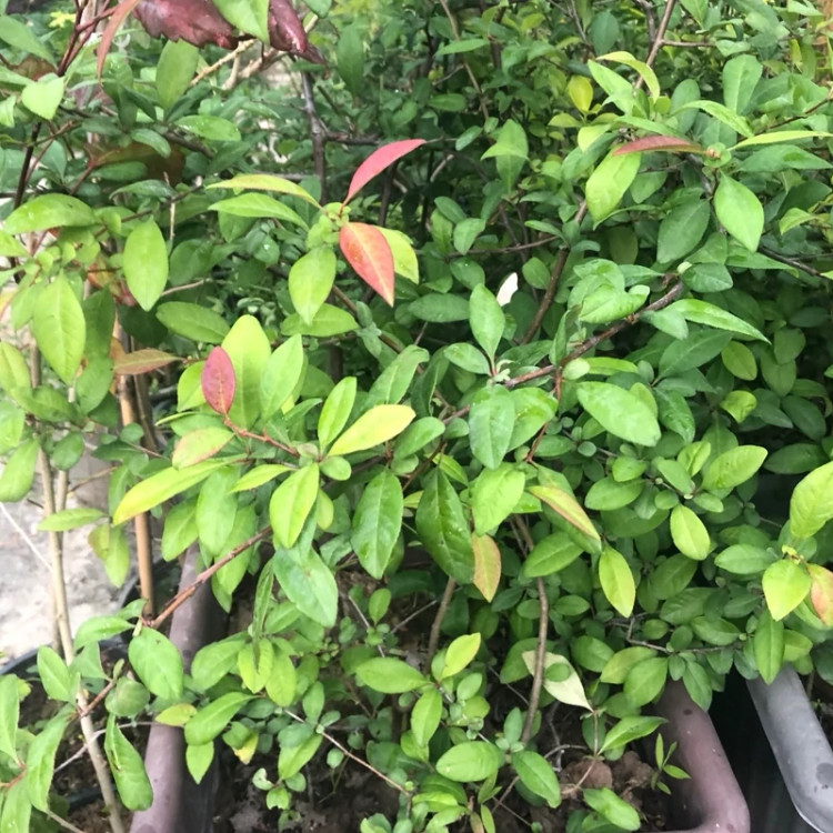 بوته گل به ژاپنی بزرگ