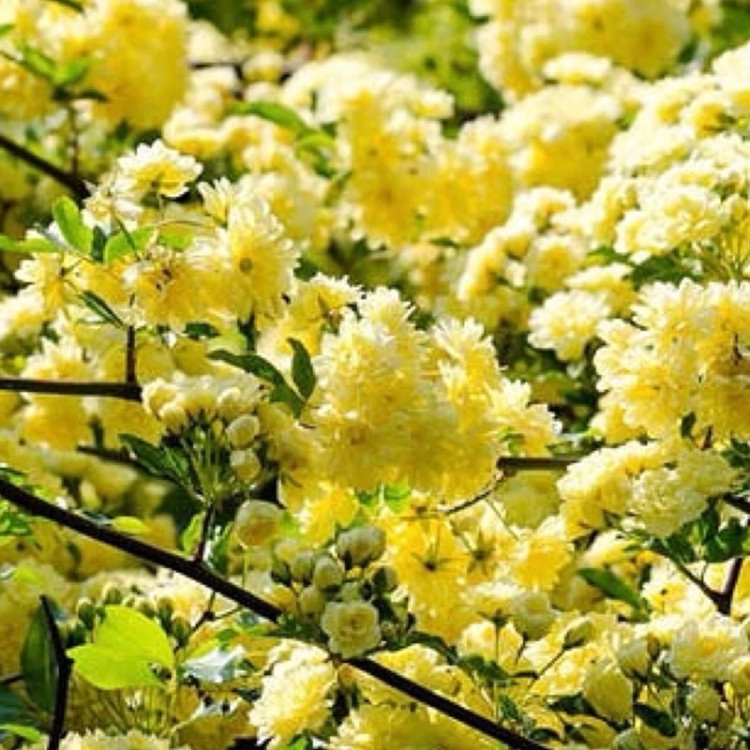 بوته رزا لیدی بنکس