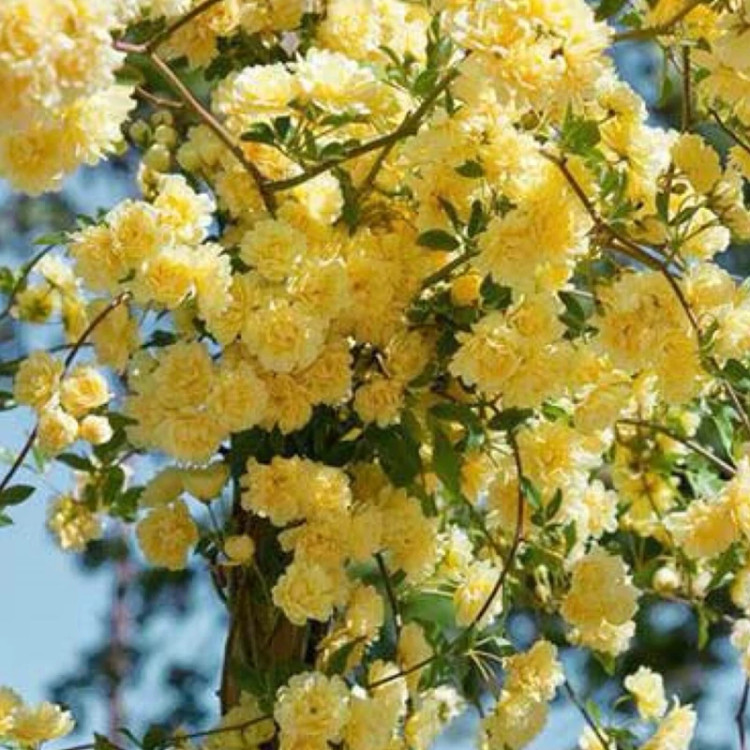 بوته رزا لیدی بنکس