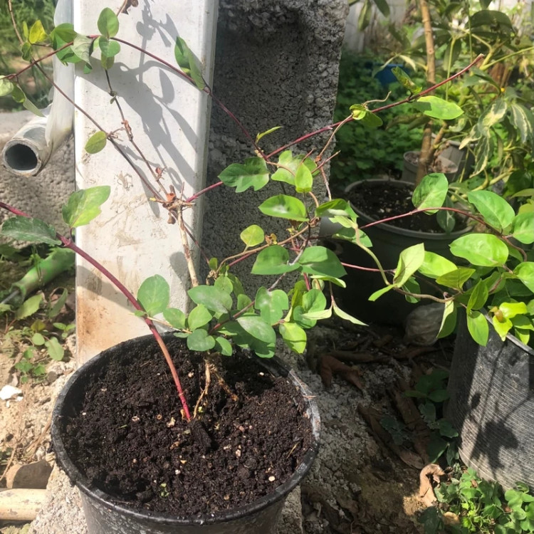 بوته یاس امین دوله معطر