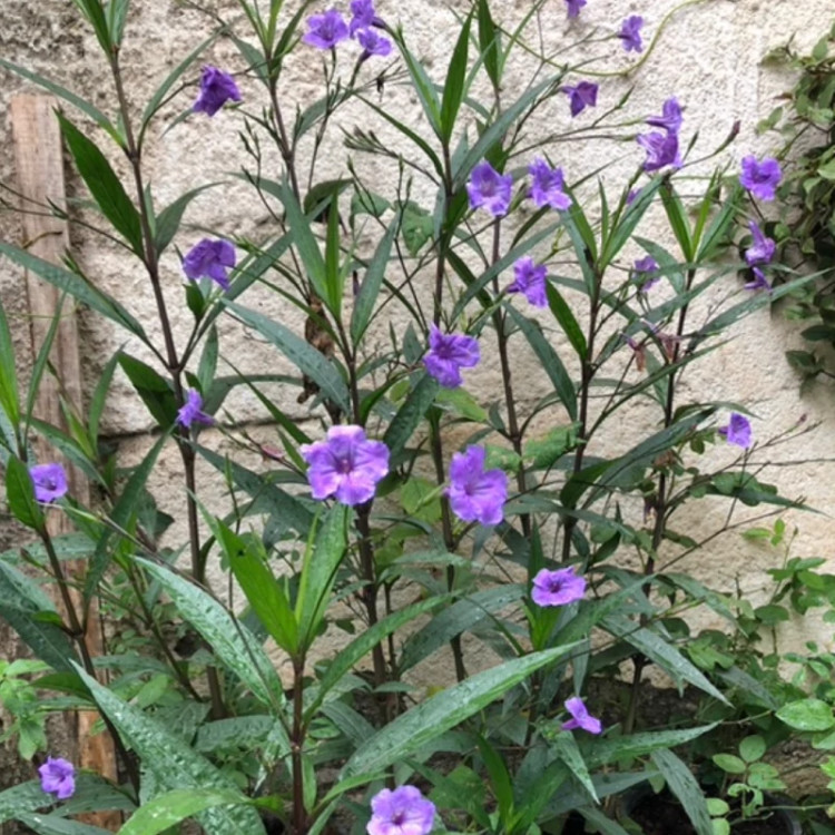 بوته گل اطلسی دائمی درختی