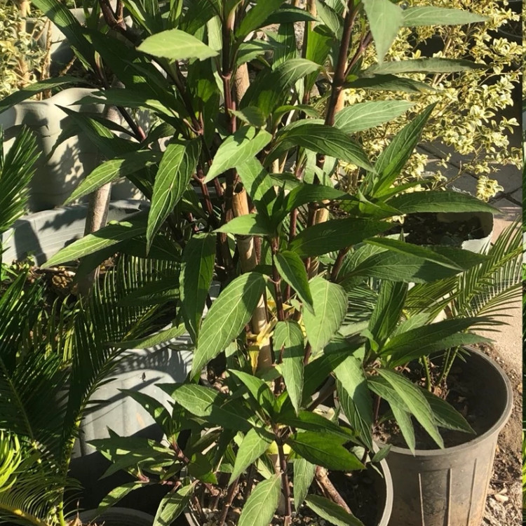 بوته گل اطلسی دائمی درختی
