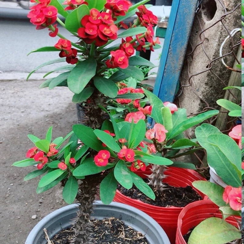 بوته مرجان کلدرشت زرد