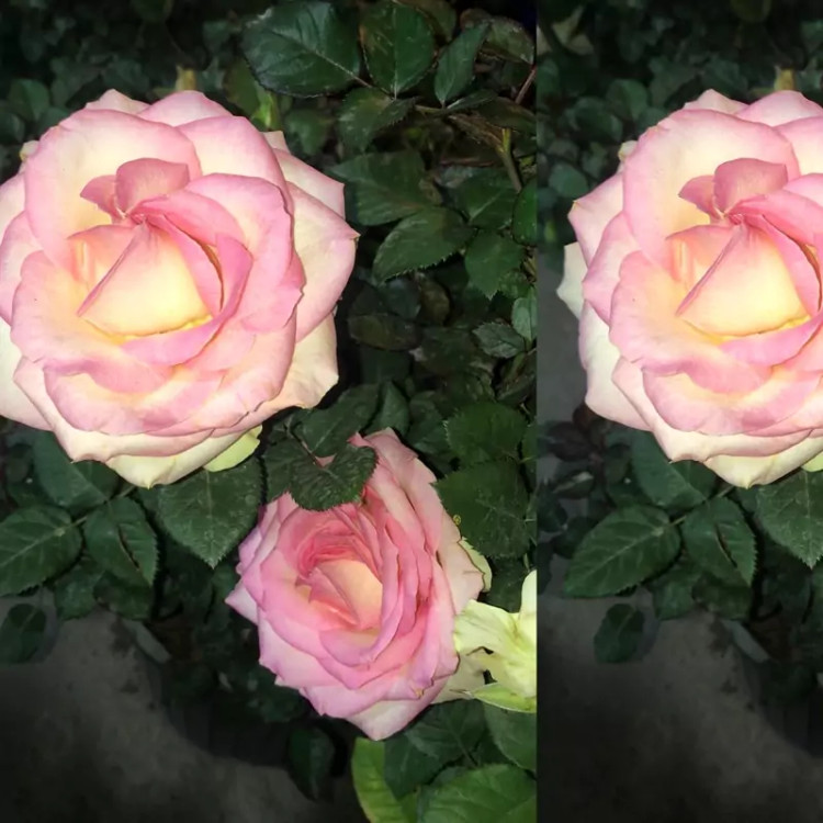 نهال رز گلبهی