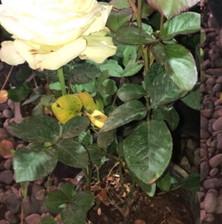 نهال رز روشن