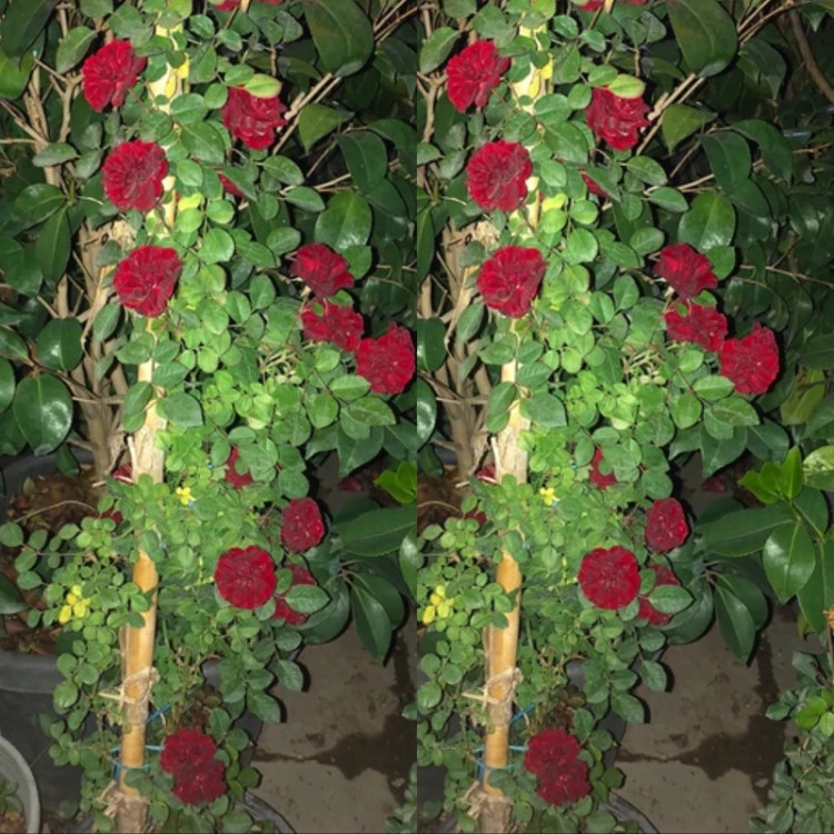 نهال رز رونده قرمز