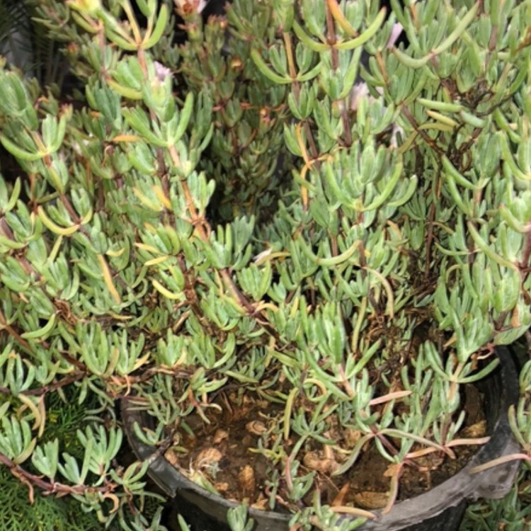 بوته گلناز یخی سفید