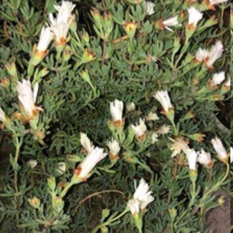بوته گلناز یخی سفید