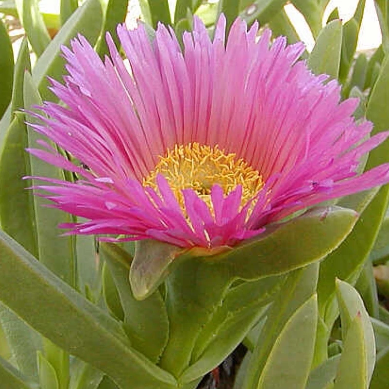 بوته گلناز گوشتی خارجی