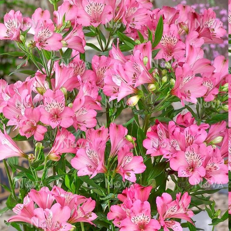 بوته آلسترومریا