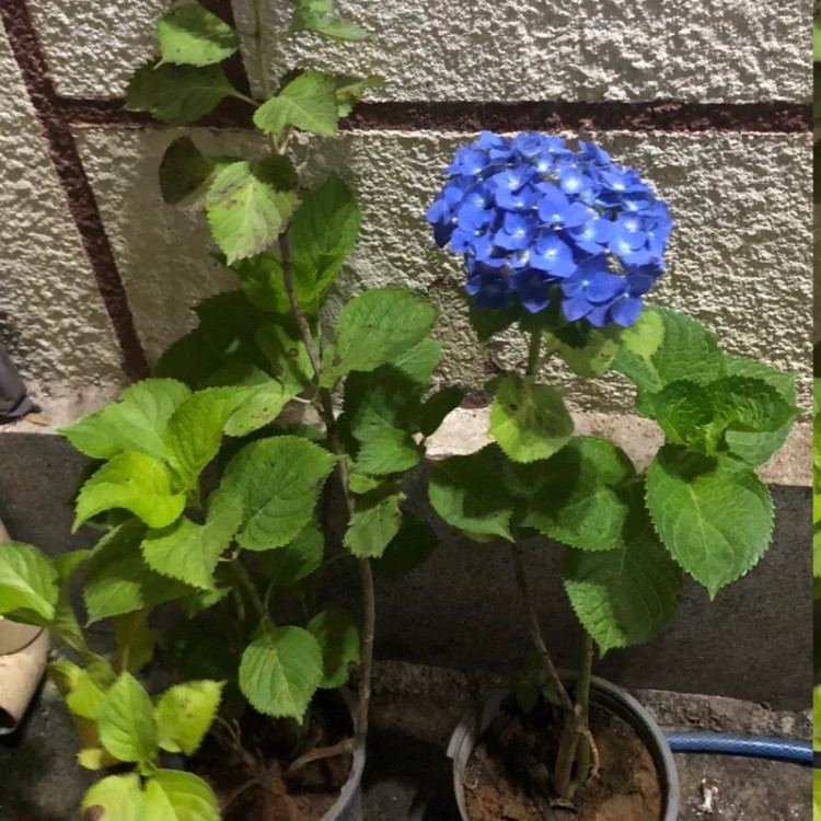 نهال ادریسی آبی
