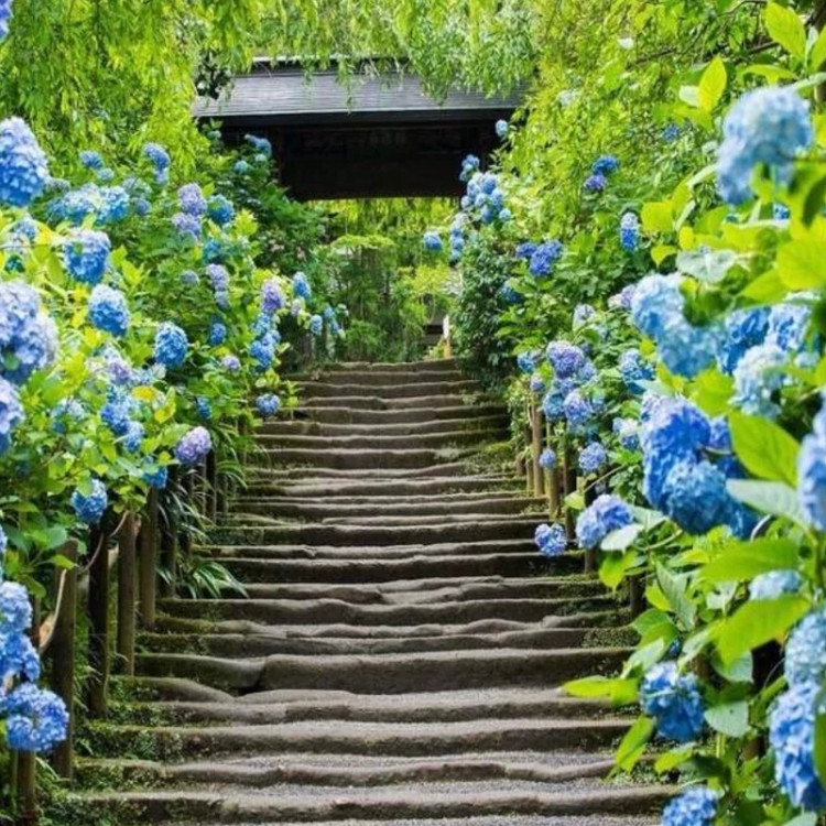 نهال ادریسی آبی