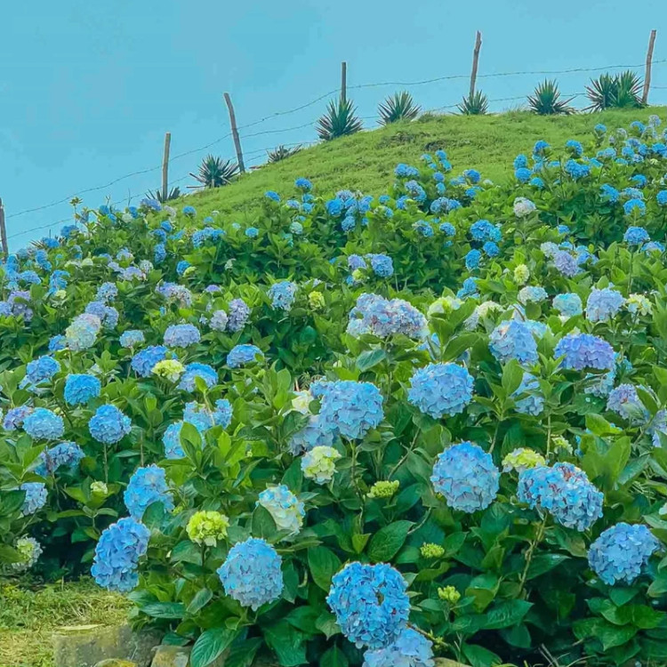 نهال ادریسی آبی