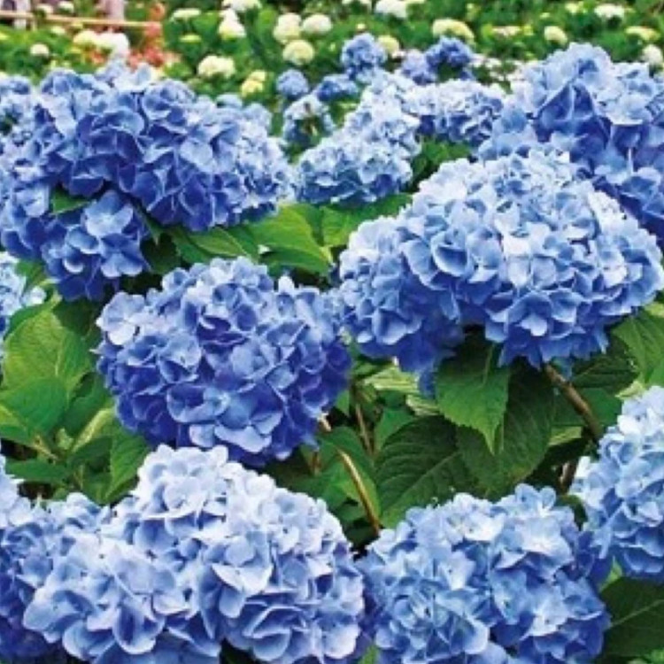 نهال ادریسی آبی
