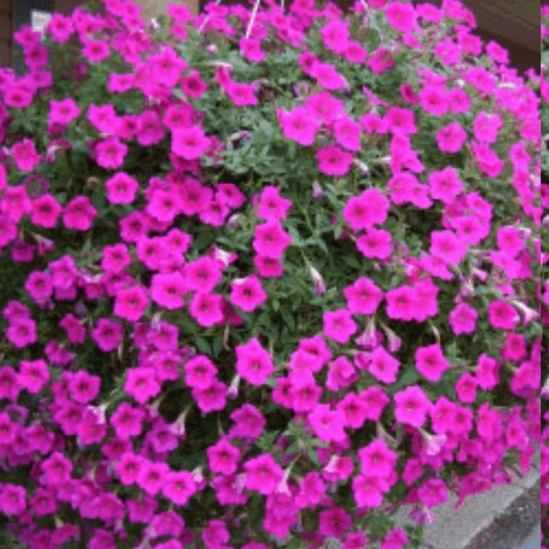 بوته اطلسی فرنگی