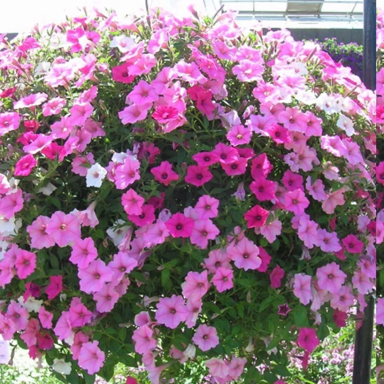 بوته اطلسی فرنگی