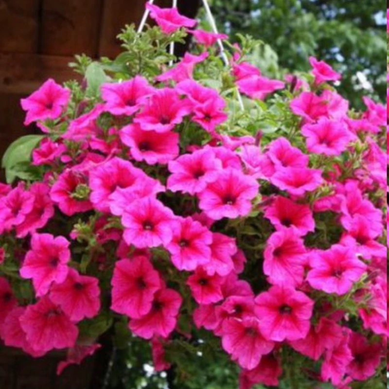 بوته اطلسی فرنگی