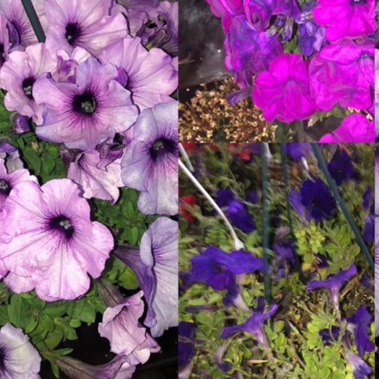بوته اطلسی فرنگی